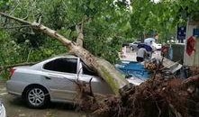 大树爆料视频大全最新,揭秘娱乐圈幕后真相